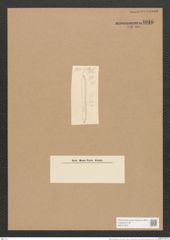 Nitzschia hybrida Grun. (de-Toni-Nr.: Genus 47, Species 2047) Zeichnungen Sammlung Grunow Nr. 4046 (NHMW-BOT-W0371870)